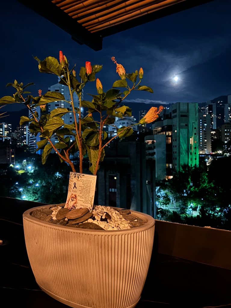 Planta sembrada en memoria de Vida frente a la ciudad de noche